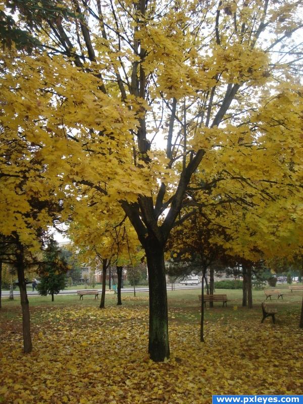 autumn trees_4ae6e7de3dd0d
